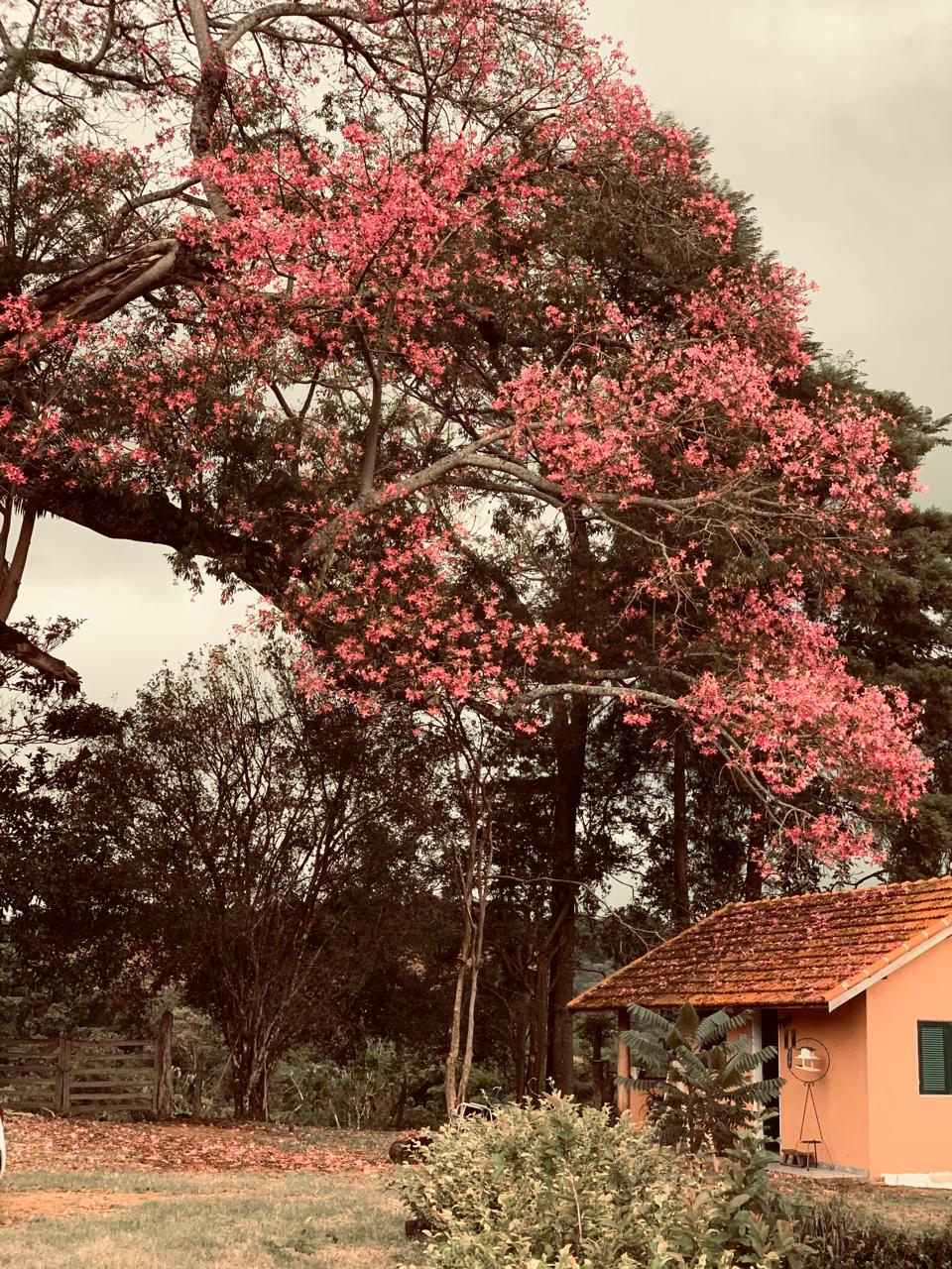 Coffee plantation in the mountains